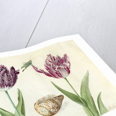 Two Tulips, a shell and a grasshopper, 1637-45 by Jacob Marrel