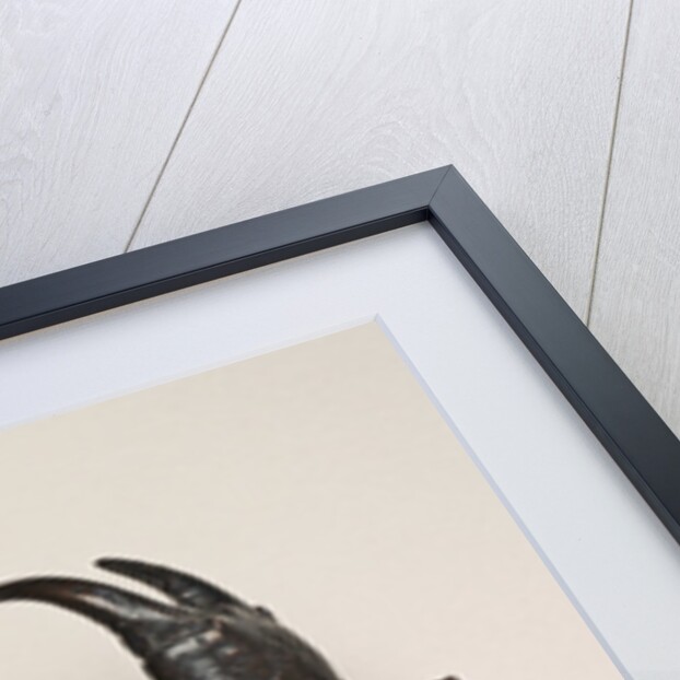 Box in the Form of a Crab, Paduan, early 16th century by Italian School