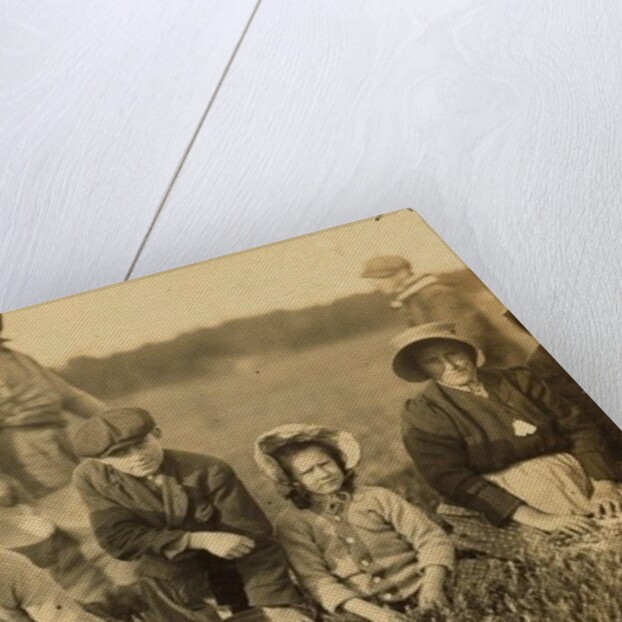 Annette Roy said to be 7 and Napoleon Ruel said to be 9 picking cranberries at Smart's Bog, South Carver, Massachusetts, 1911 by Lewis Wickes Hine