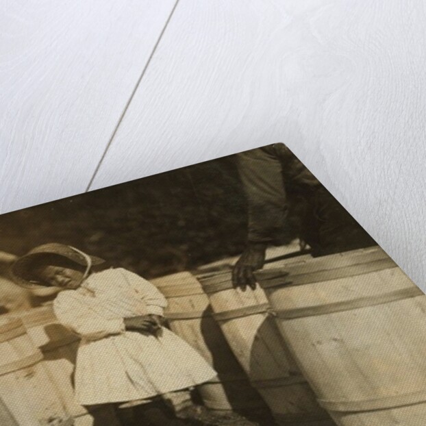 Mary Christmas, only 3, made to pick cranberries spilt at the barrels by her grandfather, Week's Bog, Falmouth, Massachusetts, 1911 by Lewis Wickes Hine