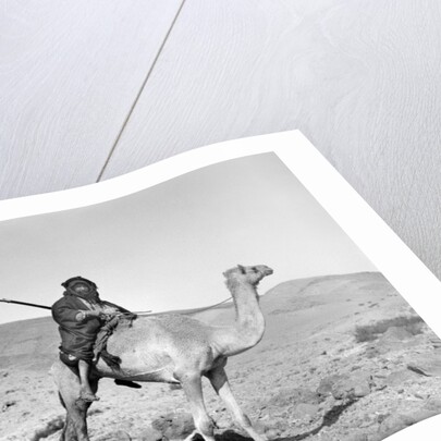 Bedouin riding a camel, c.1936 by Anonymous