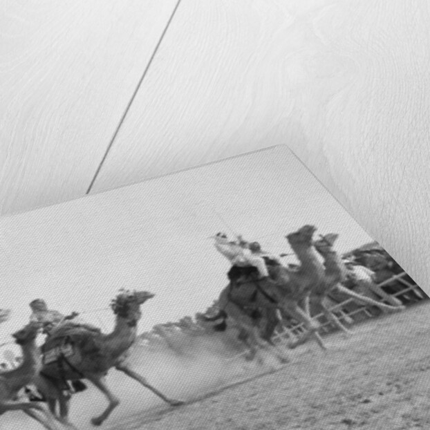 A camel race in full stride, Beersheba Race Meeting, Israel, 4th May 1940 by Anonymous