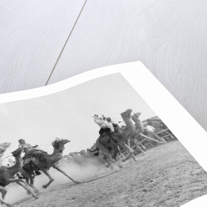 A camel race in full stride, Beersheba Race Meeting, Israel, 4th May 1940 by Anonymous
