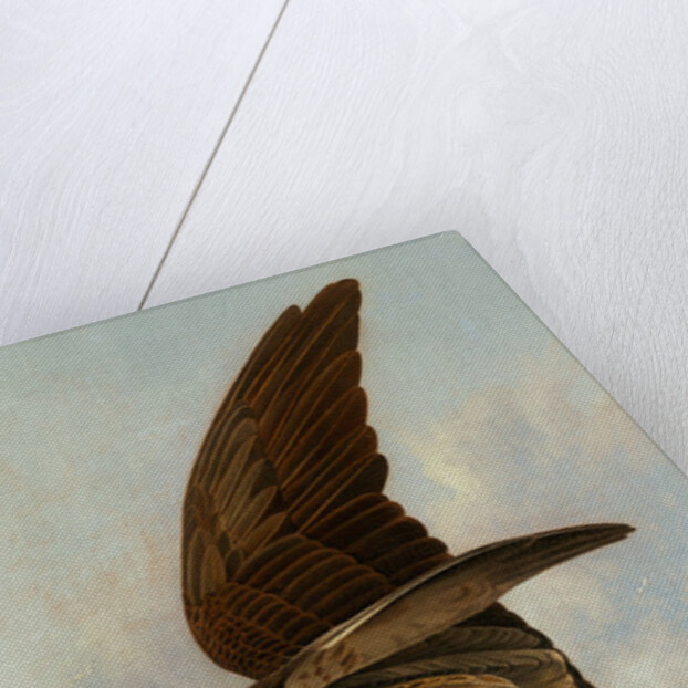 Osprey and Weakfish, 1829 by John James Audubon