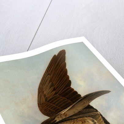 Osprey and Weakfish, 1829 by John James Audubon