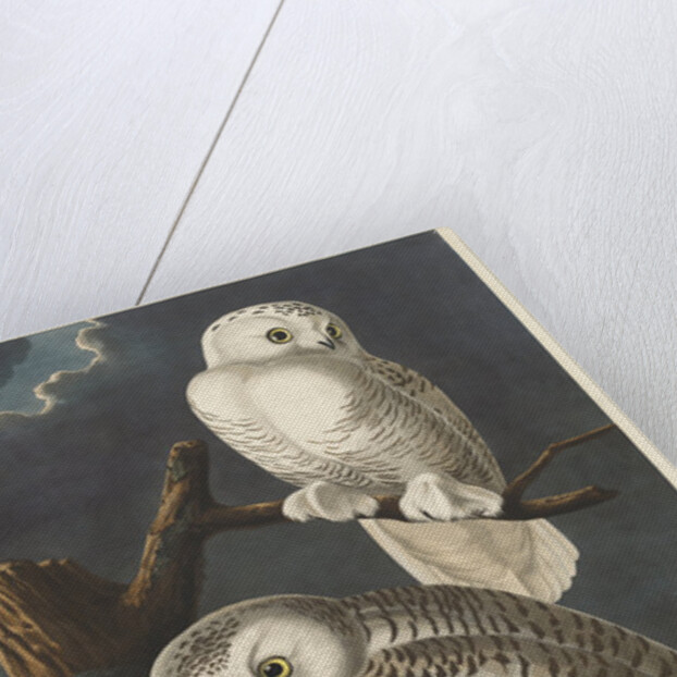 Snowy Owl, 1831 by John James (after) Audubon