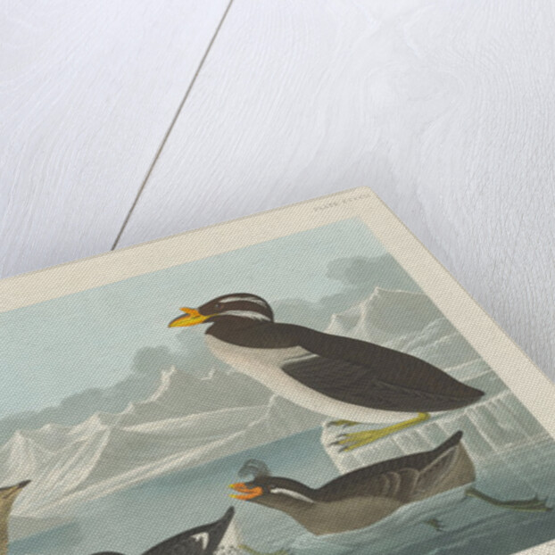 Black-throated Guillemot, Nobbed-billed Auk, Curled-Crested Auk and Horned-billed Guillemot 1838 by John James (after) Audubon