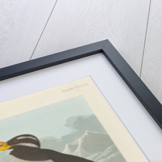 Black-throated Guillemot, Nobbed-billed Auk, Curled-Crested Auk and Horned-billed Guillemot 1838 by John James (after) Audubon