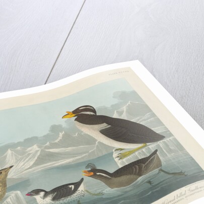 Black-throated Guillemot, Nobbed-billed Auk, Curled-Crested Auk and Horned-billed Guillemot 1838 by John James (after) Audubon
