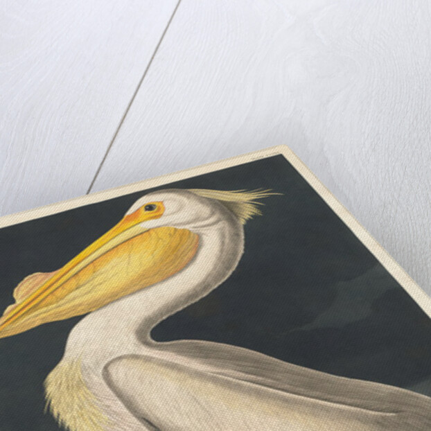 American White Pelican, 1836 by John James Audubon