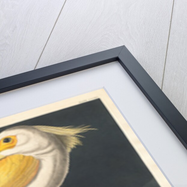 American White Pelican, 1836 by John James Audubon