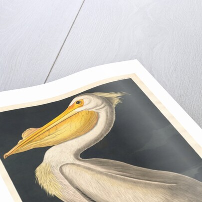 American White Pelican, 1836 by John James Audubon