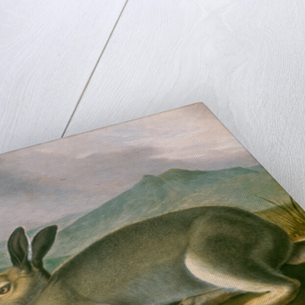 Arctic Hare, c.1841 by John James Audubon
