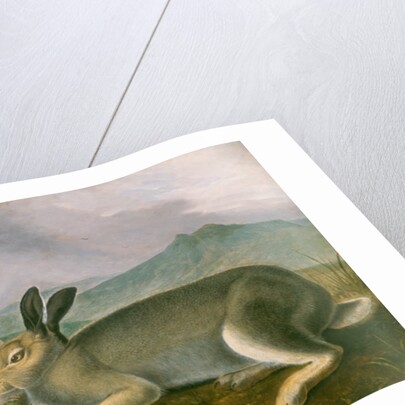 Arctic Hare, c.1841 by John James Audubon