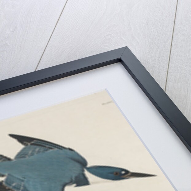 Belted Kingsfisher by John James Audubon