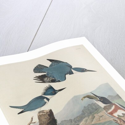Belted Kingsfisher by John James Audubon