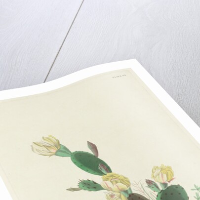 Bay-winged Bunting, 1830 by John James (after) Audubon