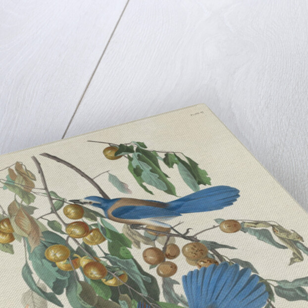 Florida Jays, 1830 by John James Audubon