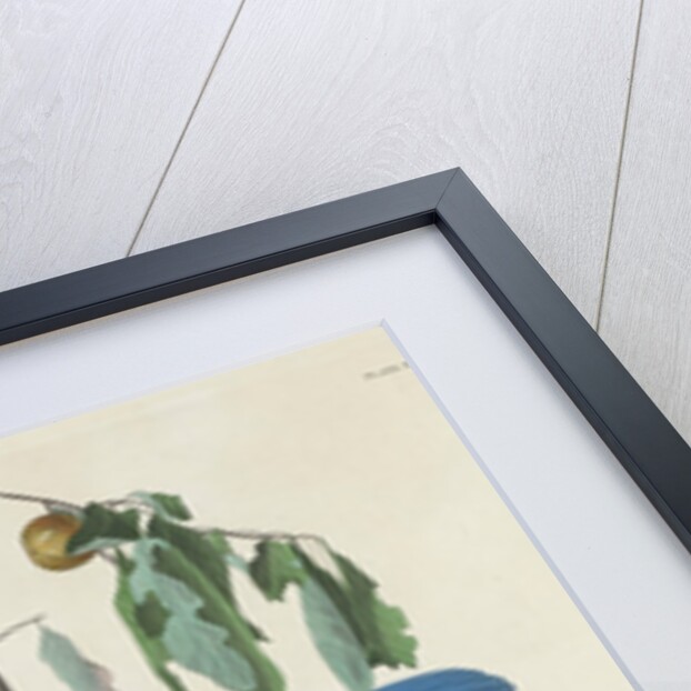 Florida Jays, 1830 by John James Audubon