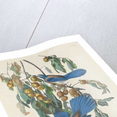 Florida Jays, 1830 by John James Audubon