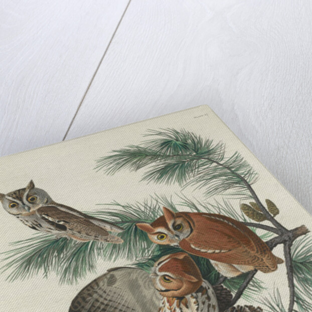 Mottled Owl, 1830 by John James (after) Audubon