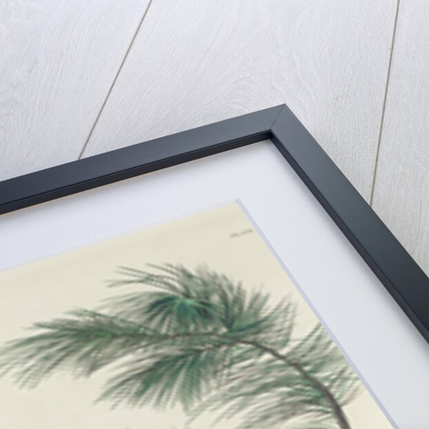 Mottled Owl, 1830 by John James (after) Audubon