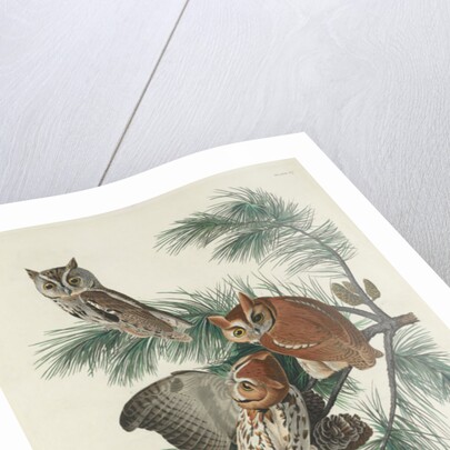 Mottled Owl, 1830 by John James (after) Audubon