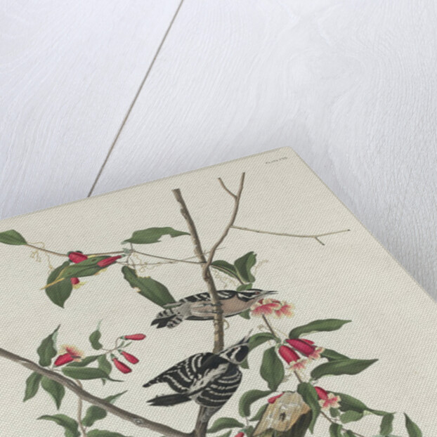 Downy Woodpecker, 1831 by John James (after) Audubon