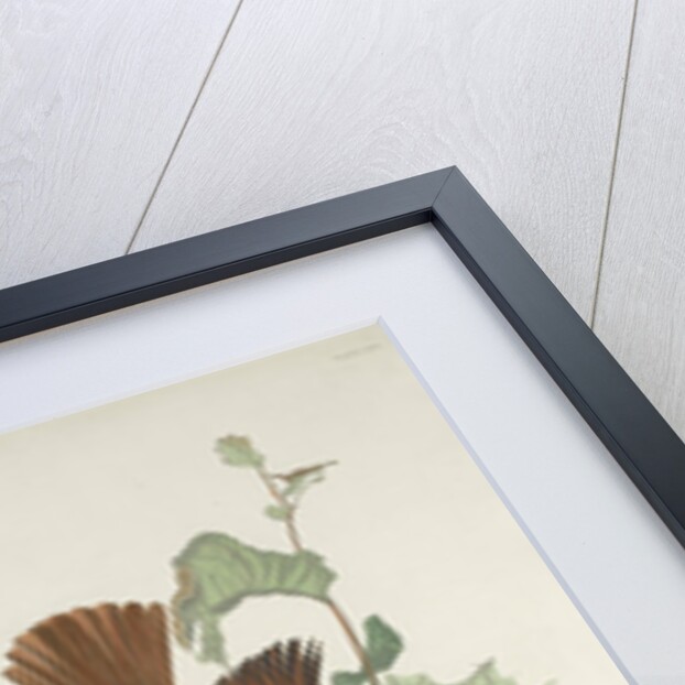 Ferruginous Thrush, 1831 by John James Audubon