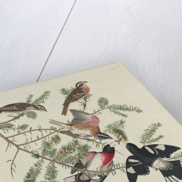 Rose-breasted Grosbeak, 1832 by John James Audubon