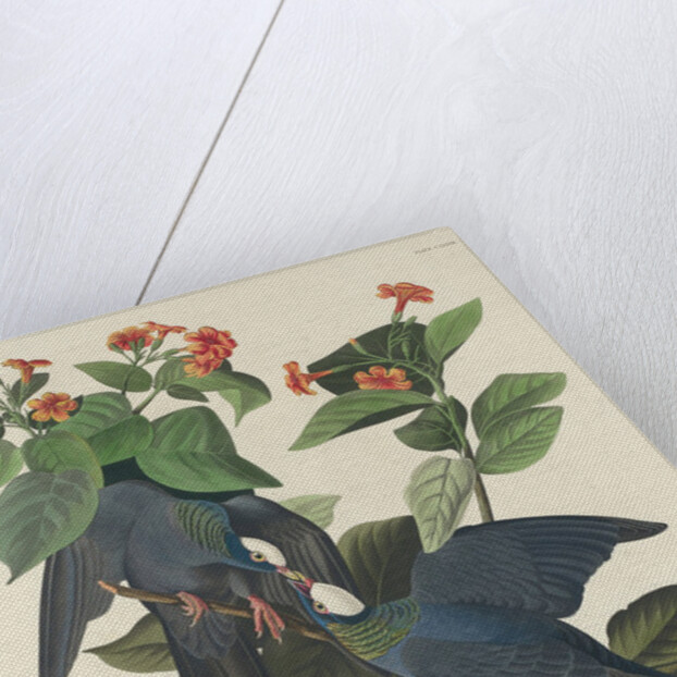 White-crowned Pigeon, 1833 by John James Audubon