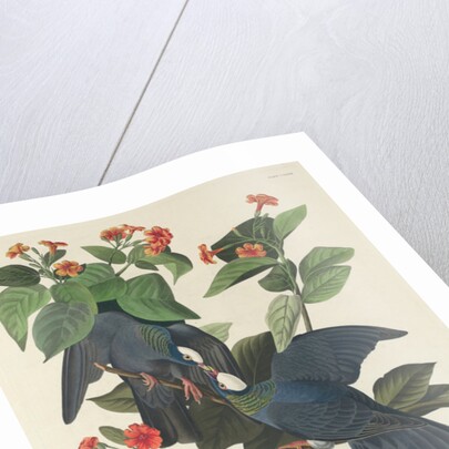 White-crowned Pigeon, 1833 by John James Audubon