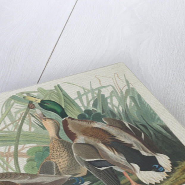 Mallard Duck, 1834 by John James (after) Audubon