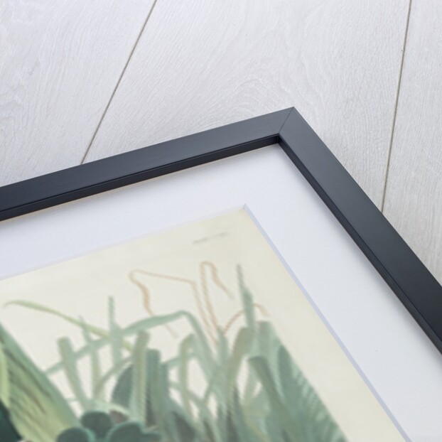 Mallard Duck, 1834 by John James (after) Audubon