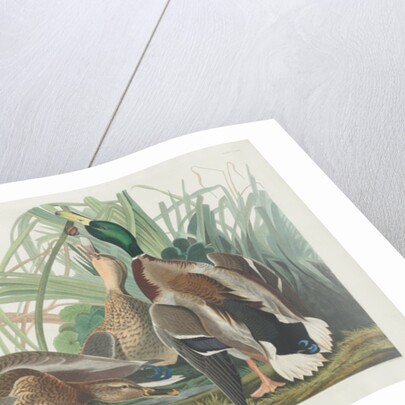 Mallard Duck, 1834 by John James (after) Audubon