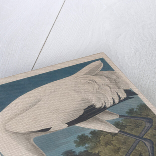 Hooping Crane, 1834 by John James (after) Audubon