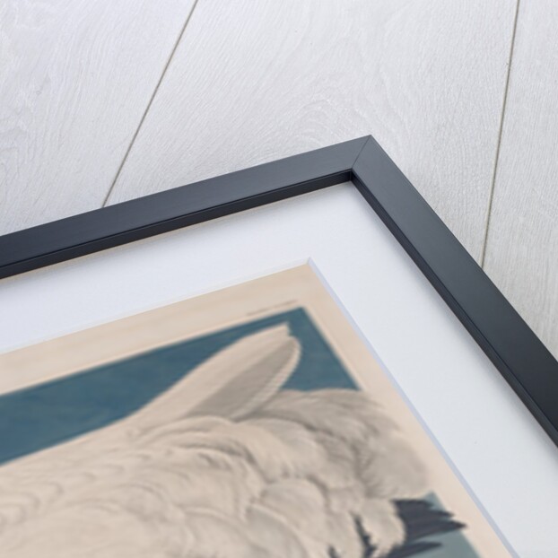 Hooping Crane, 1834 by John James (after) Audubon