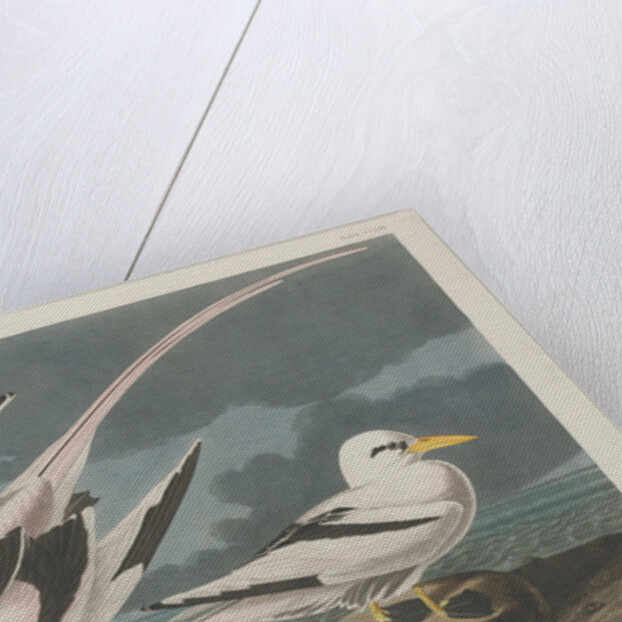 Tropic Bird, 1835 by John James Audubon