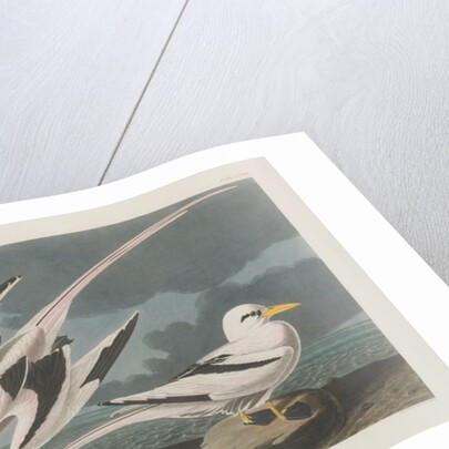Tropic Bird, 1835 by John James Audubon