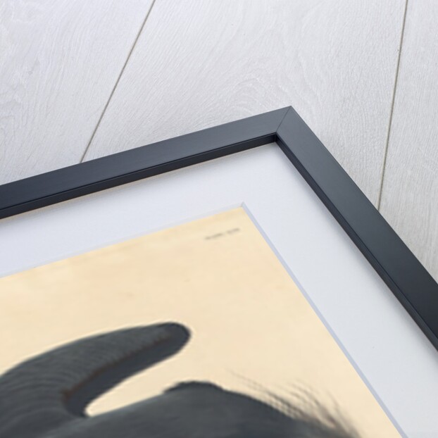 Great blue Heron, 1834 by John James Audubon