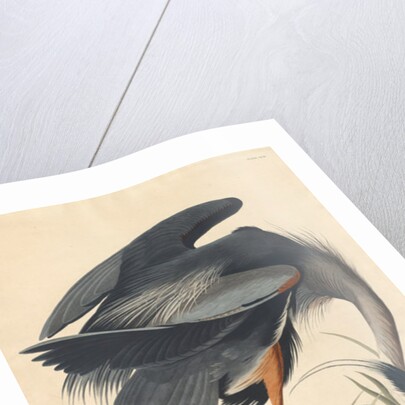 Great blue Heron, 1834 by John James Audubon
