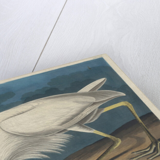 Great White Heron, 1835 by John James Audubon