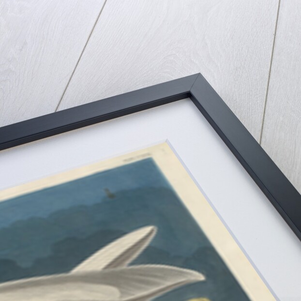 Great White Heron, 1835 by John James Audubon