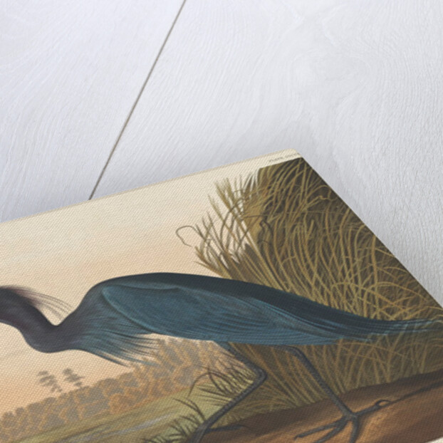 Blue Crane or Heron, 1836 by John James Audubon