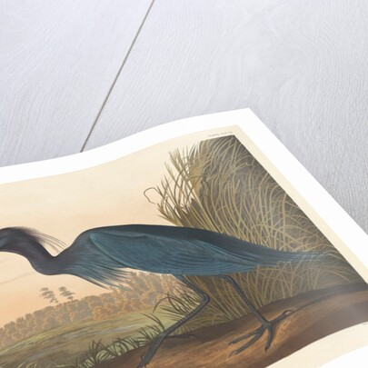 Blue Crane or Heron, 1836 by John James Audubon