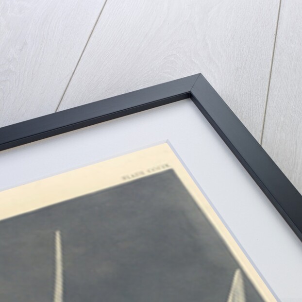 Great Tern, 1836 by John James (after) Audubon