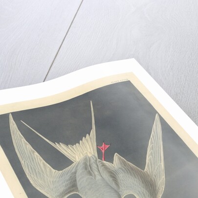 Great Tern, 1836 by John James (after) Audubon