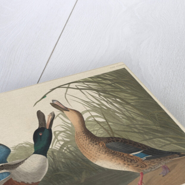 Shoveller Duck, 1836 by John James Audubon