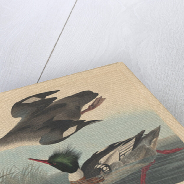 Red-breasted Merganser by John James Audubon