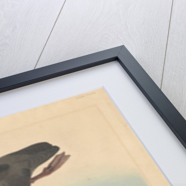 Red-breasted Merganser by John James Audubon